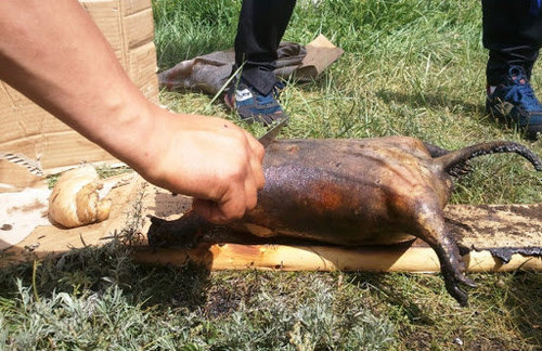Тарваган тахлын голомтод бүс нутгаар явахдаа вакцин хийлгэхийг анхаарууллаа